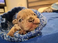 CATLIN, a female French Bulldog for sale in Minneapolis, MN – 2 of 3