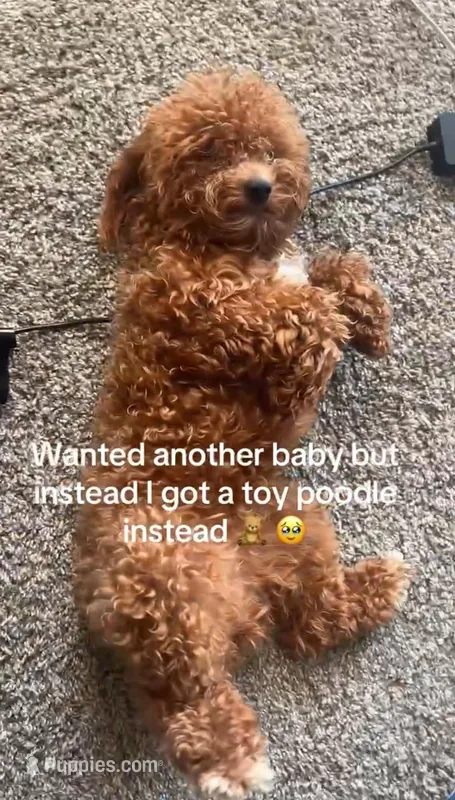 Koda  – Poodle - Toy  puppy for sale in Fayetteville, NC