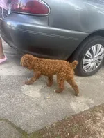 Koda , a female Poodle - Toy  for sale in Fayetteville, NC – Photo 2 of 2