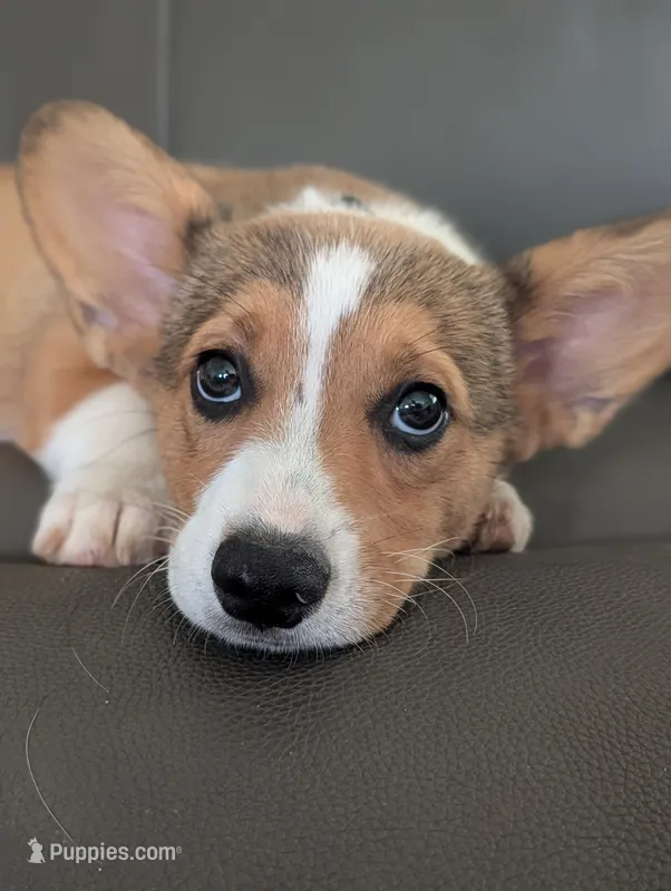 Green Boy – Pembroke Welsh Corgi puppy for sale in Hillsville, VA
