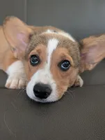 Green Boy, a male Pembroke Welsh Corgi for sale in Hillsville, VA – 1 of 5