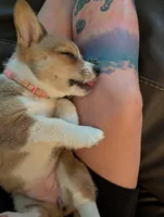 Pale pink girl , a female Pembroke Welsh Corgi for sale in Hillsville, VA – 2 of 3