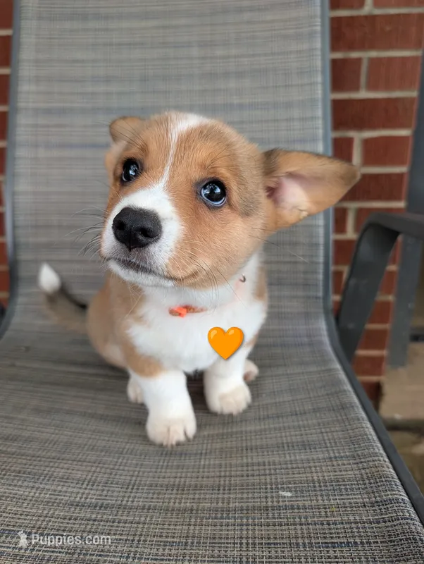 Orange Boy – Pembroke Welsh Corgi puppy for sale in Hillsville, VA