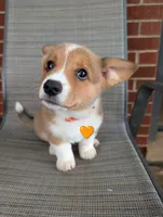 Orange Boy, a male Pembroke Welsh Corgi for sale in Hillsville, VA – 1 of 3