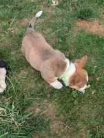 Green Boy, a male Pembroke Welsh Corgi for sale in Hillsville, VA – 2 of 3