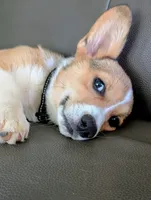 Green Boy, a male Pembroke Welsh Corgi for sale in Hillsville, VA – 5 of 5