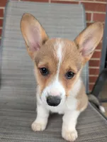 Pale pink girl , a female Pembroke Welsh Corgi for sale in Hillsville, VA – 3 of 3