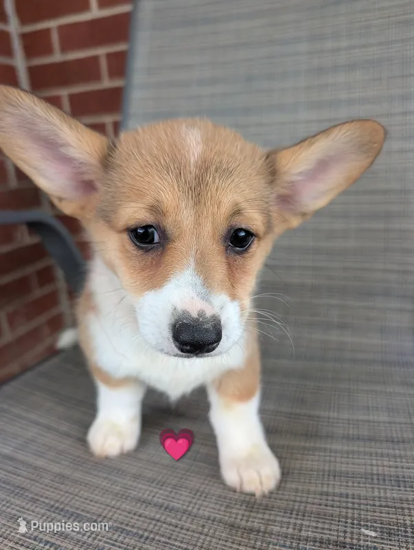 Hot pink girl  – Pembroke Welsh Corgi puppy for sale in Hillsville, VA