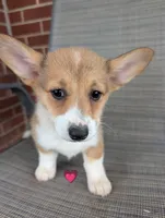 Hot pink girl , a female Pembroke Welsh Corgi for sale in Hillsville, VA – 1 of 3