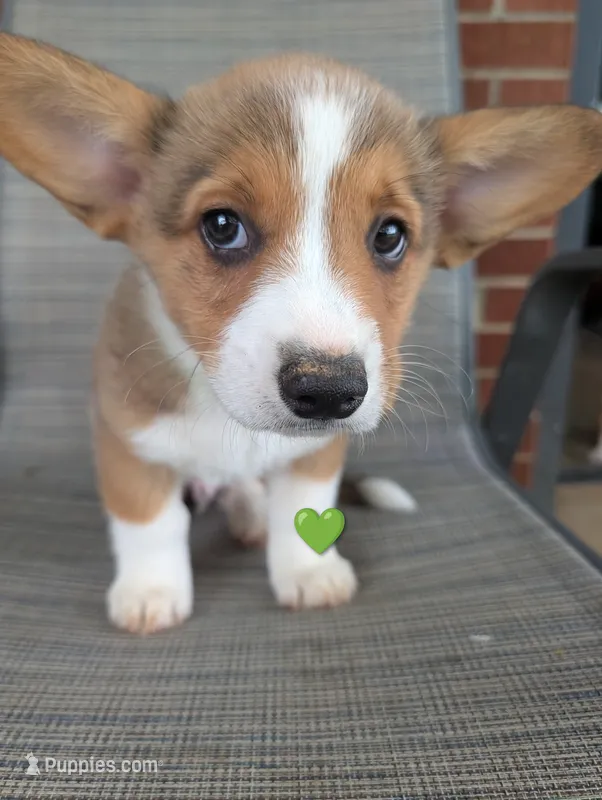 Green Boy – Pembroke Welsh Corgi puppy for sale in Hillsville, VA