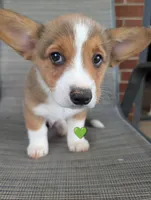 Green Boy, a male Pembroke Welsh Corgi for sale in Hillsville, VA – 1 of 3