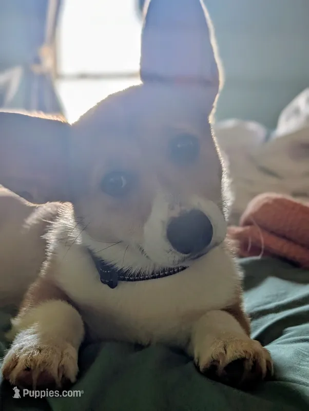Hot pink girl  – Pembroke Welsh Corgi puppy for sale in Hillsville, VA