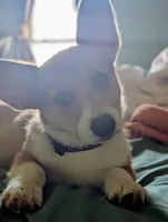 Hot pink girl , a female Pembroke Welsh Corgi for sale in Hillsville, VA – 1 of 5