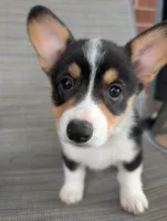 Purple girl , a female Pembroke Welsh Corgi for sale in Hillsville, VA – 3 of 3
