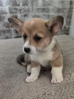 Hot pink girl , a female Pembroke Welsh Corgi for sale in Hillsville, VA – 2 of 3
