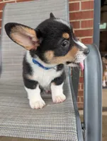Blue Boy , a male Pembroke Welsh Corgi for sale in Hillsville, VA – 3 of 3