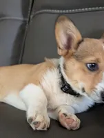 Pale pink girl , a female Pembroke Welsh Corgi for sale in Hillsville, VA – 5 of 5