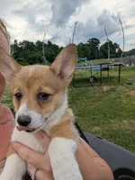 Hot pink girl , a female Pembroke Welsh Corgi for sale in Hillsville, VA – 3 of 3