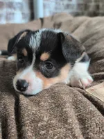Purple girl , a female Pembroke Welsh Corgi for sale in Hillsville, VA – 2 of 3
