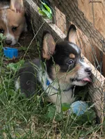 Blue Boy , a male Pembroke Welsh Corgi for sale in Hillsville, VA – 2 of 3