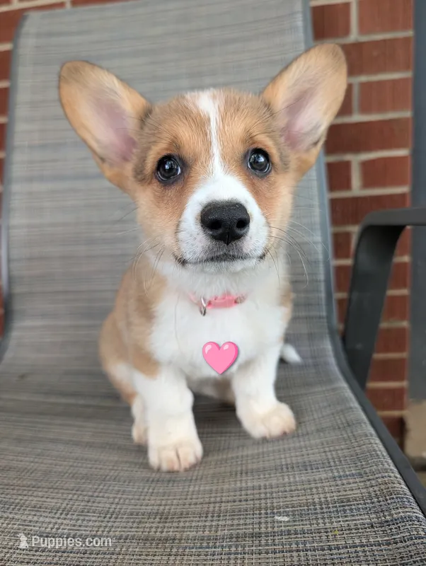Pale pink girl  – Pembroke Welsh Corgi puppy for sale in Hillsville, VA