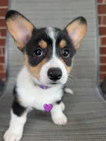 Purple girl , a female Pembroke Welsh Corgi for sale in Hillsville, VA – 1 of 3