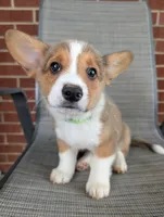 Green Boy, a male Pembroke Welsh Corgi for sale in Hillsville, VA – 3 of 3