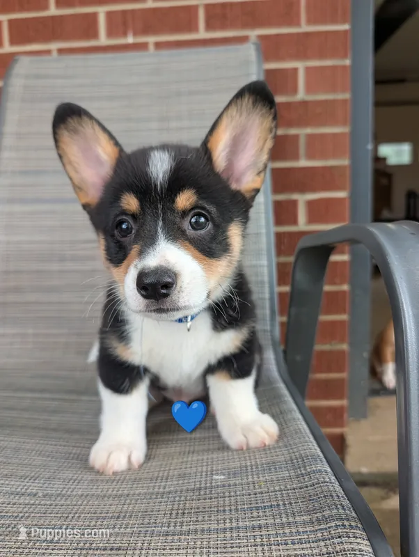 Blue Boy  – Pembroke Welsh Corgi puppy for sale in Hillsville, VA