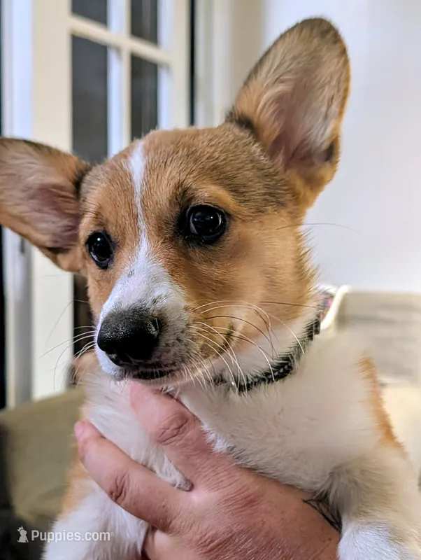 Pale pink girl  – Pembroke Welsh Corgi puppy for sale in Hillsville, VA