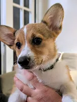Pale pink girl , a female Pembroke Welsh Corgi for sale in Hillsville, VA – 1 of 5
