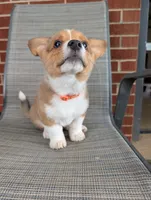 Orange Boy, a male Pembroke Welsh Corgi for sale in Hillsville, VA – 3 of 3