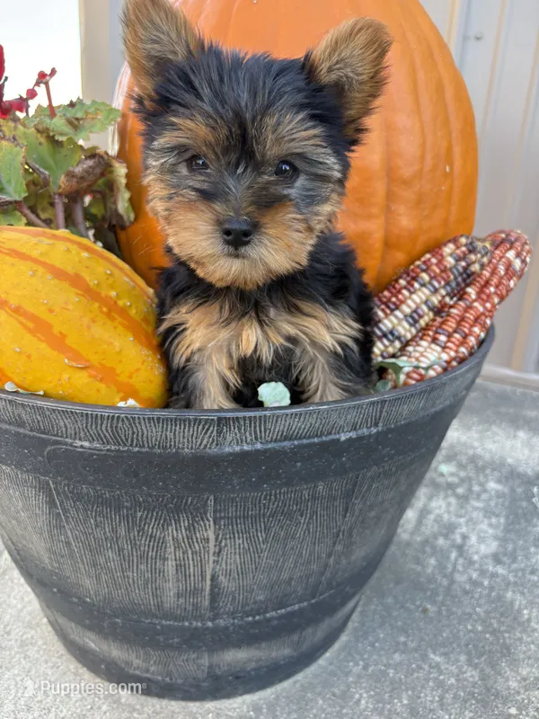 Sandra – Yorkshire Terrier puppy for sale in Carson City, MI