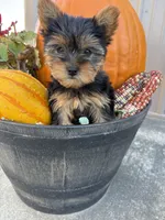 Sandra, a female Yorkshire Terrier for sale in Carson City, MI – 1 of 1