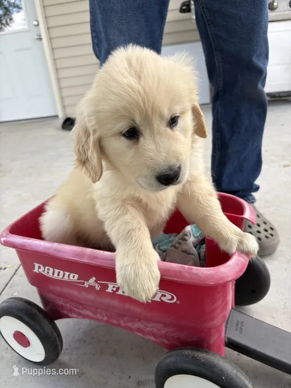 bo – Golden Retriever, English Cream Golden Retriever puppy for sale in Carson City, MI