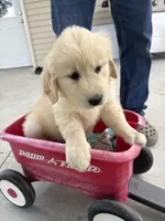 bo, a male Golden Retriever and English Cream Golden Retriever for sale in Carson City, MI – 1 of 1