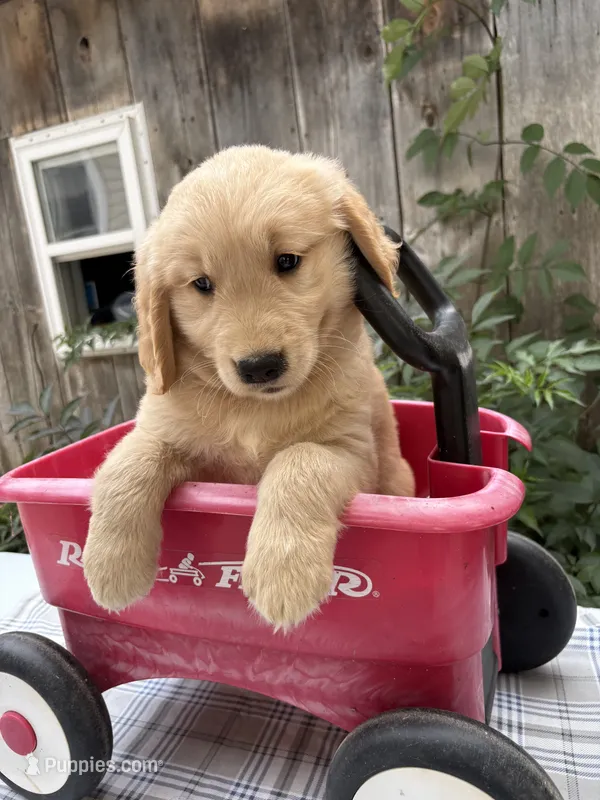 Rolly  – Golden Retriever puppy for sale in Carson City, MI
