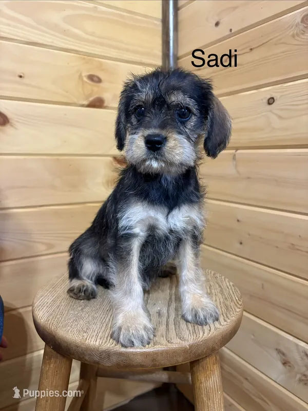 Sadi – Miniature Schnauzer, Cavalier King Charles Spaniel puppy for sale in Carson City, MI