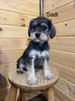 Sadi, a female Miniature Schnauzer and Cavalier King Charles Spaniel for sale in Carson City, MI – 1 of 1