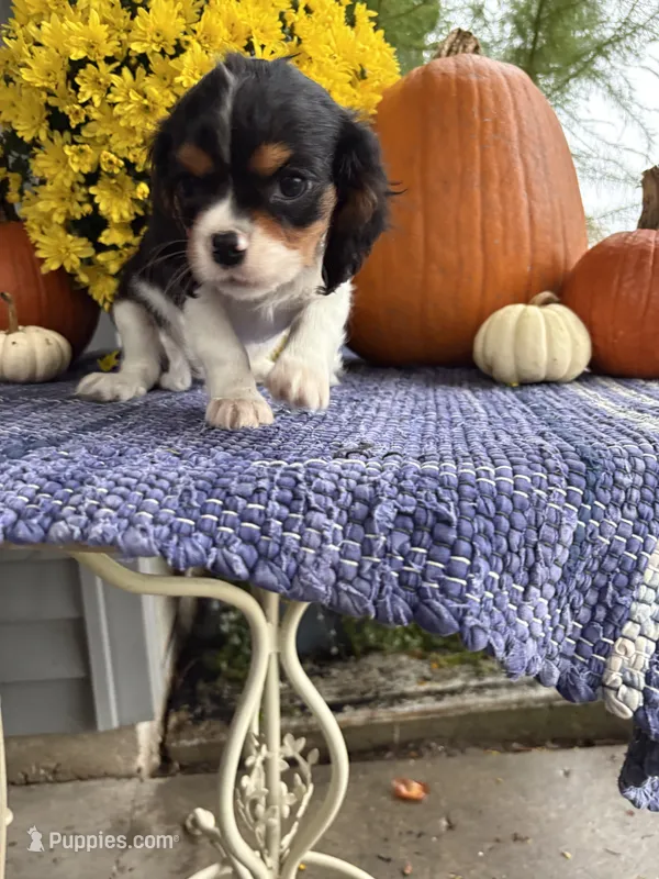 Jodi – Cavalier King Charles Spaniel puppy for sale in Carson City, MI
