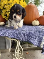 Jodi, a female Cavalier King Charles Spaniel for sale in Carson City, MI – 1 of 1