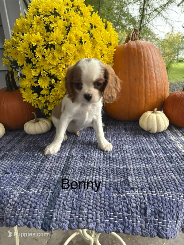 Benny – Cavalier King Charles Spaniel puppy for sale in Carson City, MI