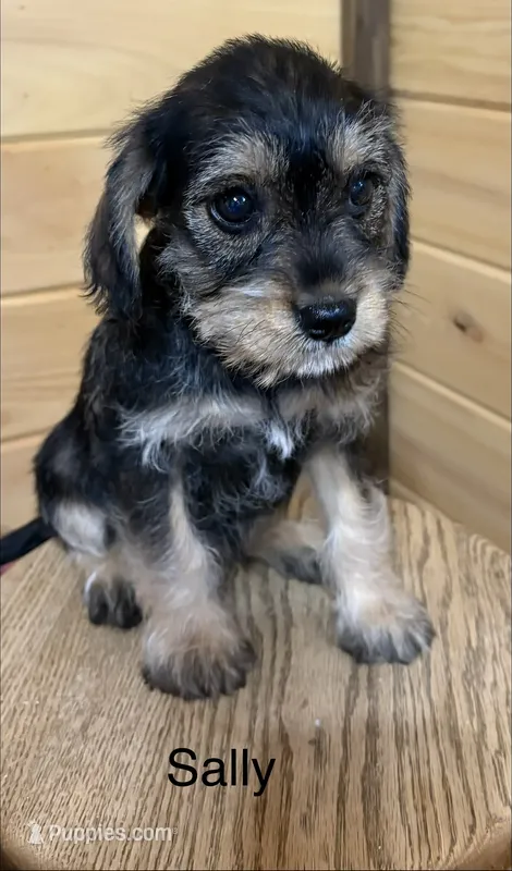 Sally – Miniature Schnauzer, Cavalier King Charles Spaniel puppy for sale in Carson City, MI