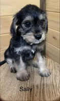Sally, a female Miniature Schnauzer and Cavalier King Charles Spaniel for sale in Carson City, MI – 1 of 1