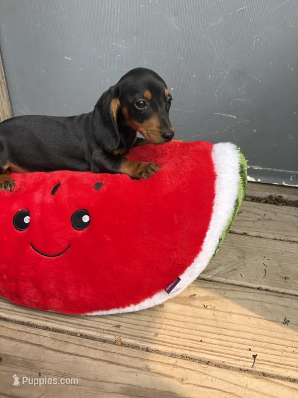 Toby  – Miniature Dachshund puppy for sale in Carson City, MI