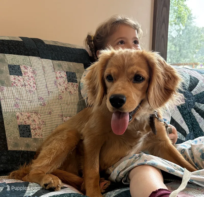Mason – Cavapoo puppy for sale in Carson City, MI