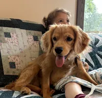Mason, a male Cavapoo for sale in Carson City, MI – 1 of 1