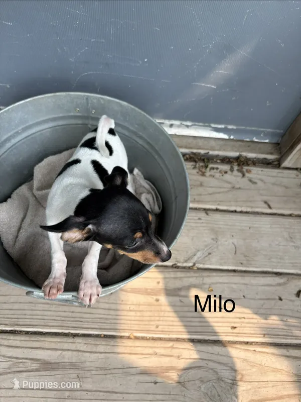 Milo – Fox Terrier puppy for sale in Carson City, MI