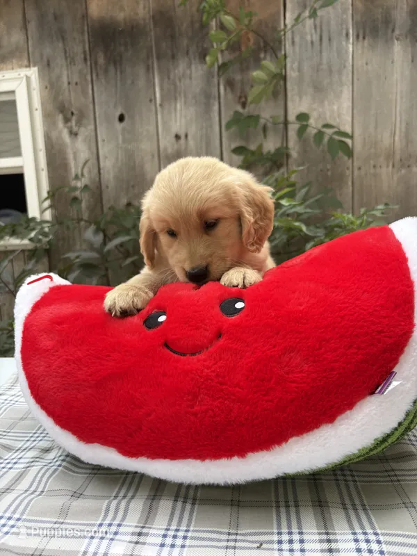 Rodney – Golden Retriever puppy for sale in Carson City, MI