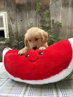 Rodney, a male Golden Retriever for sale in Carson City, MI – 1 of 1