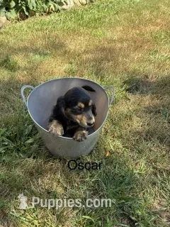 Oscar – Miniature Dachshund puppy for sale in Carson City, MI